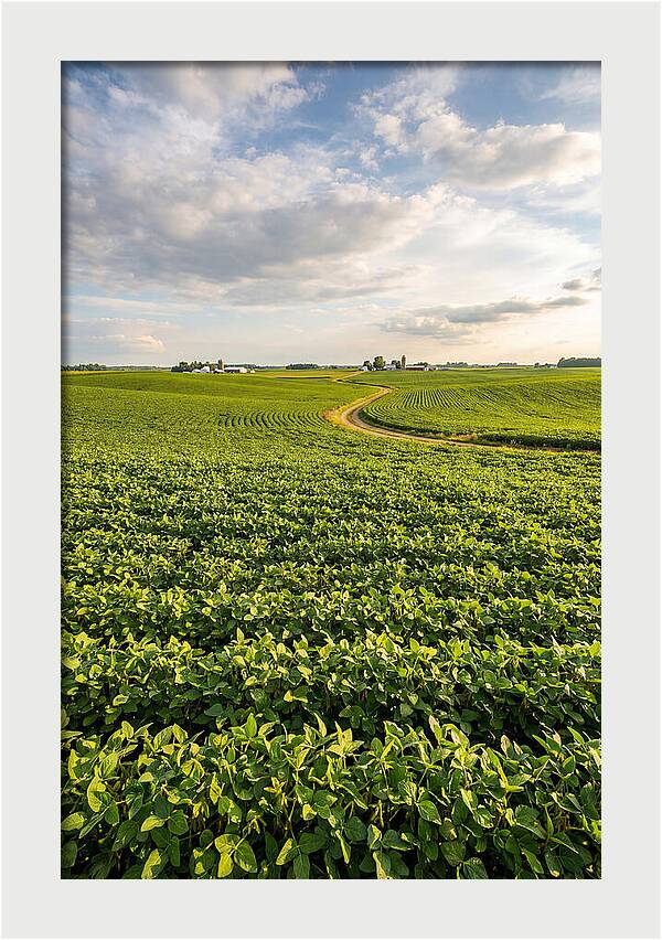 Golden Fields Beneath Azure Skies