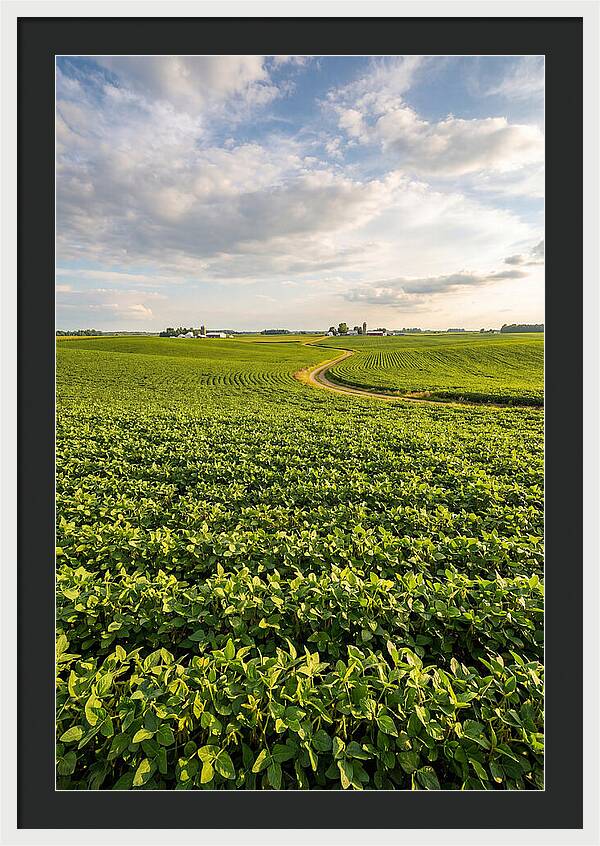 Golden Fields Beneath Azure Skies