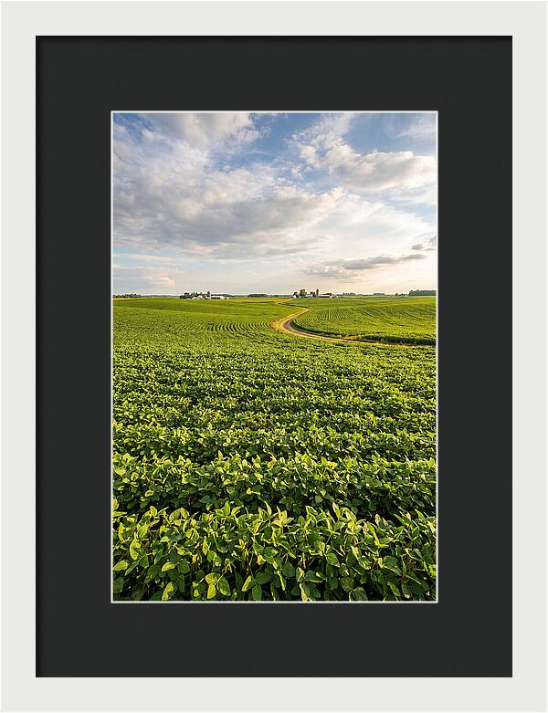 Golden Fields Beneath Azure Skies
