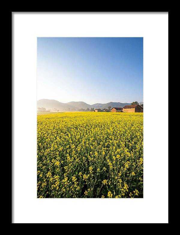 Golden Fields Of Mustard