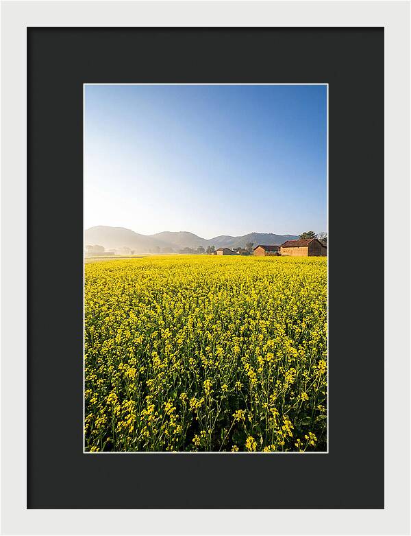 Golden Fields Of Mustard