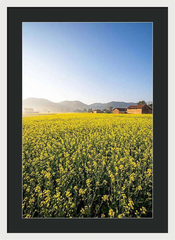 Golden Fields Of Mustard