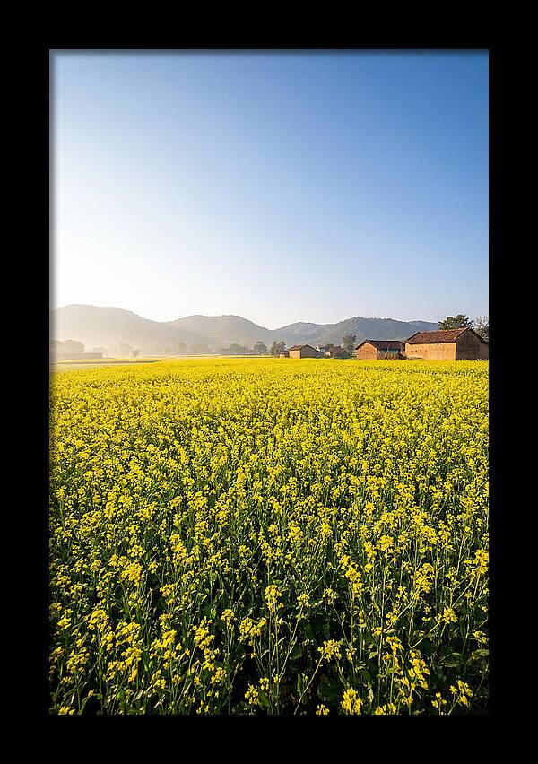 Golden Fields Of Mustard