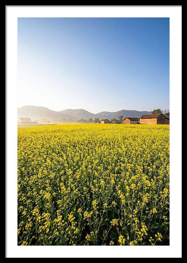 Golden Fields Of Mustard
