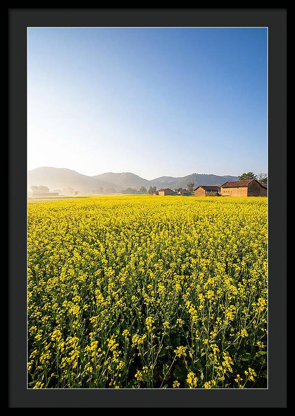 Golden Fields Of Mustard