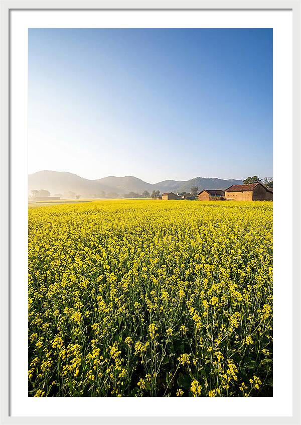 Golden Fields Of Mustard