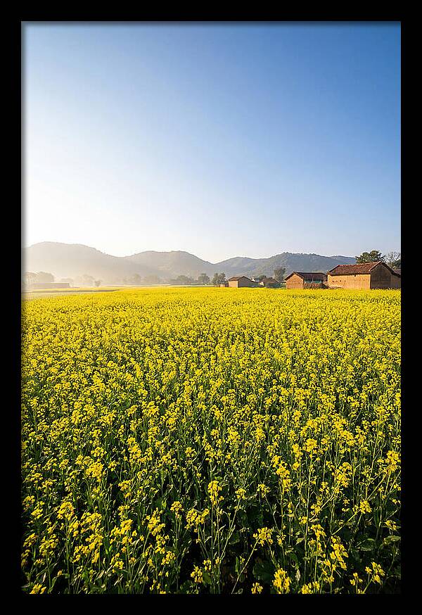 Golden Fields Of Mustard