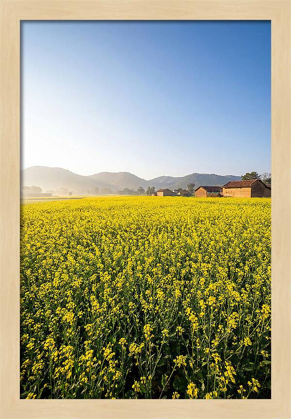Golden Fields Of Mustard