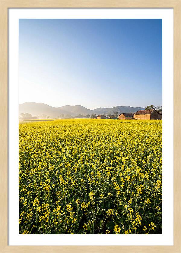 Golden Fields Of Mustard