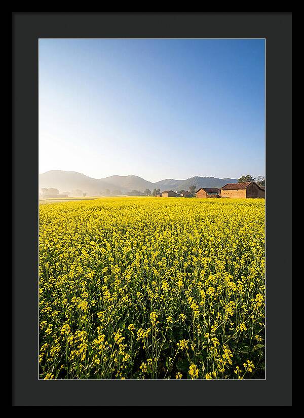 Golden Fields Of Mustard