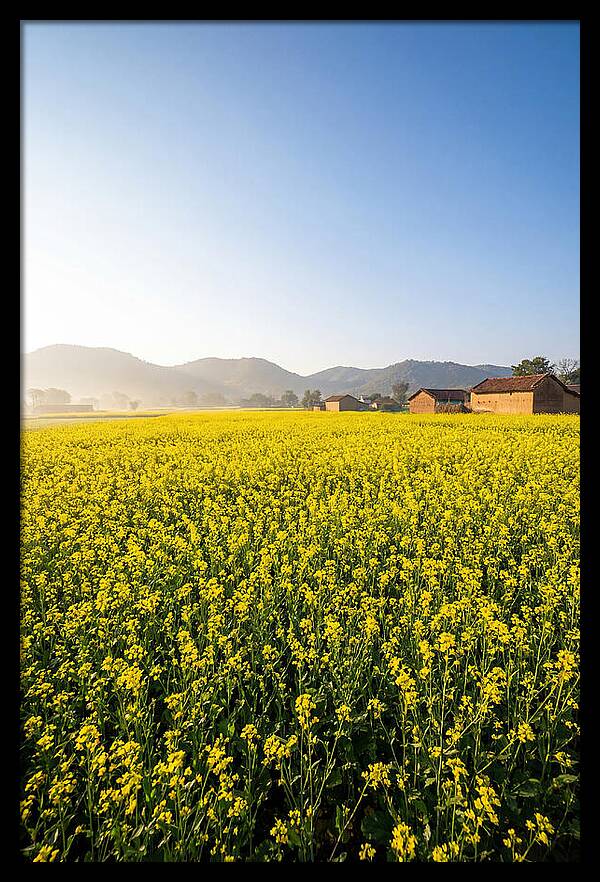 Golden Fields Of Mustard
