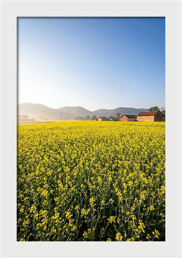 Golden Fields Of Mustard