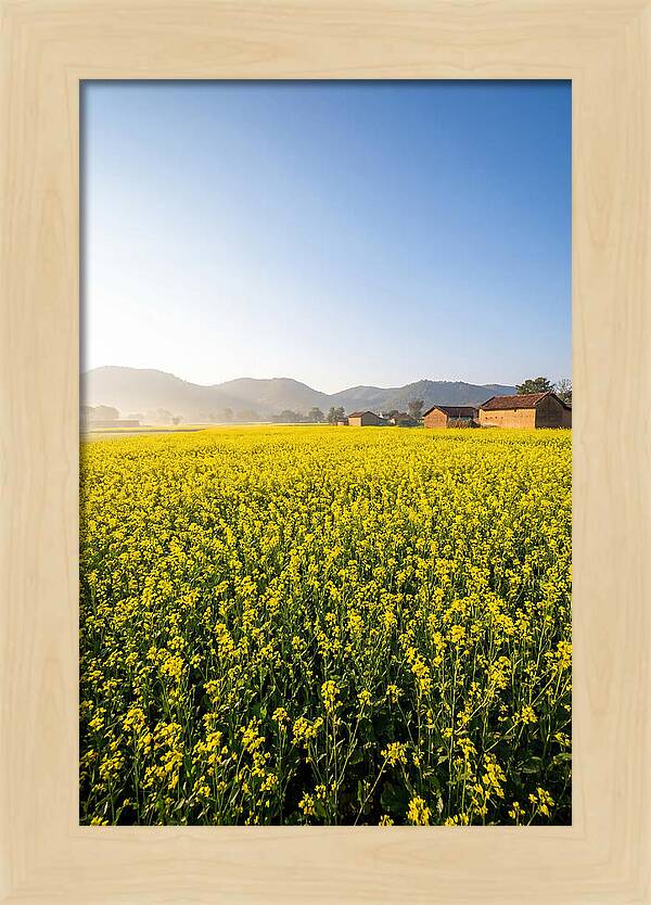 Golden Fields Of Mustard