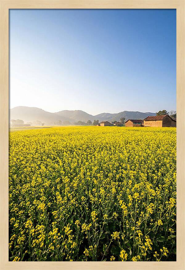 Golden Fields Of Mustard