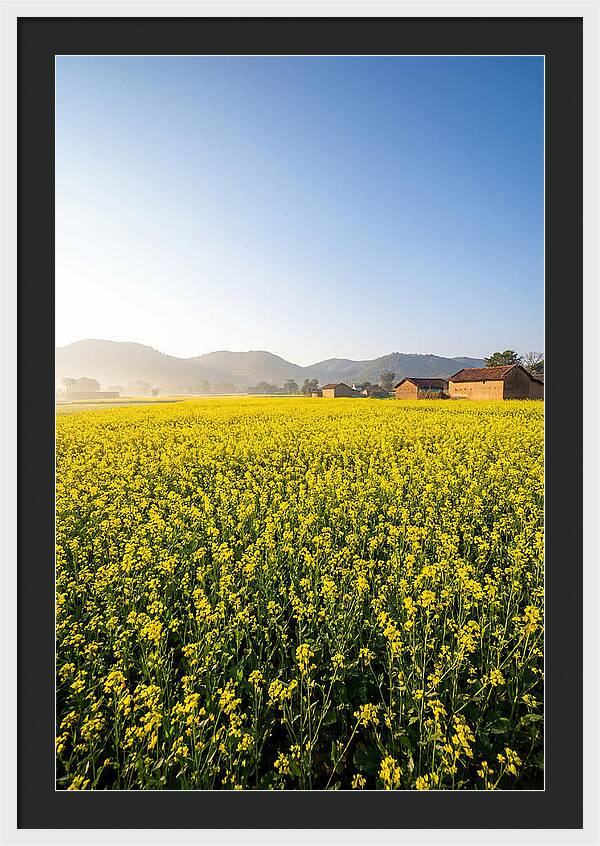 Golden Fields Of Mustard