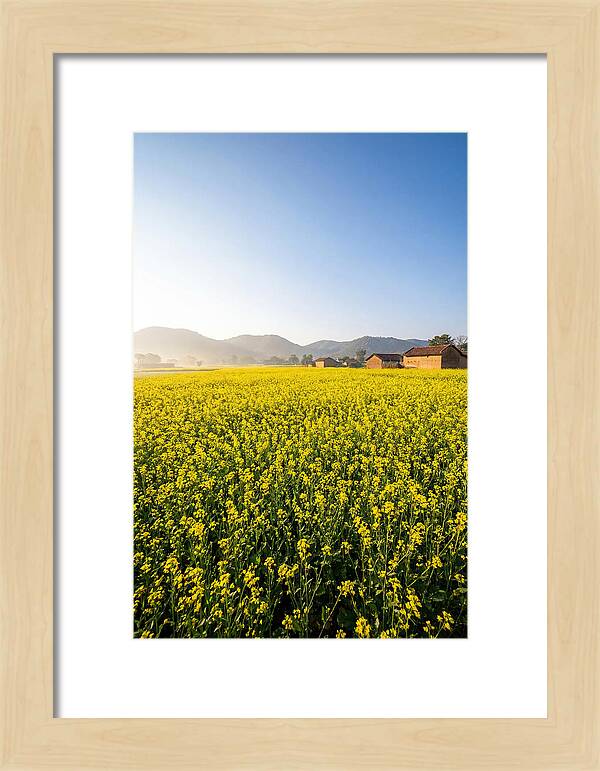 Golden Fields Of Mustard