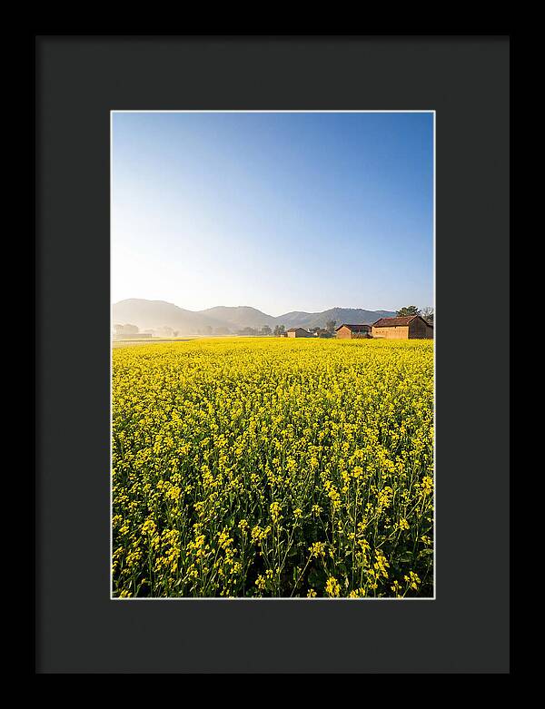 Golden Fields Of Mustard