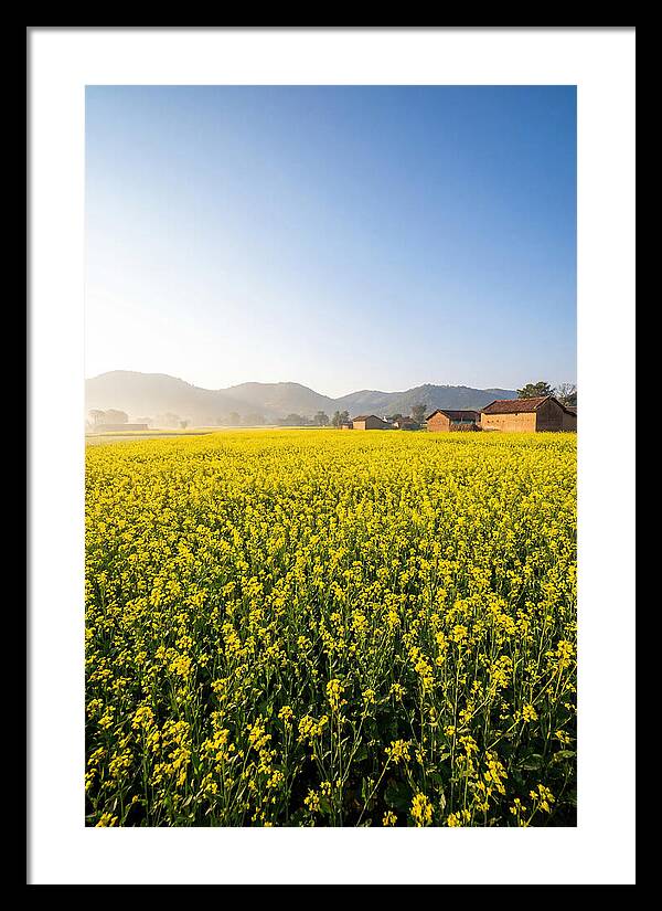 Golden Fields Of Mustard