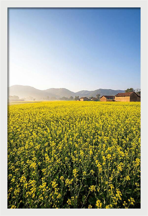 Golden Fields Of Mustard