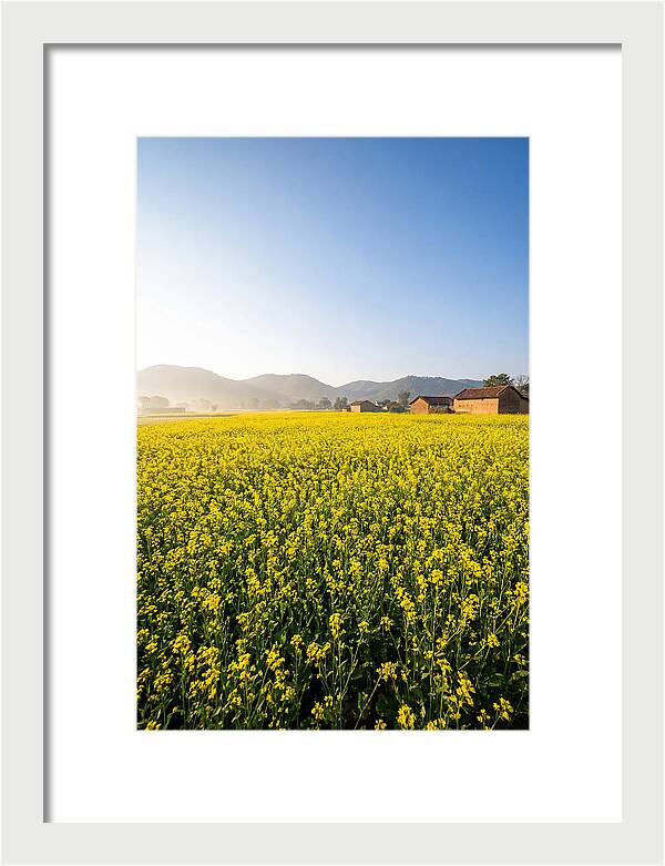 Golden Fields Of Mustard