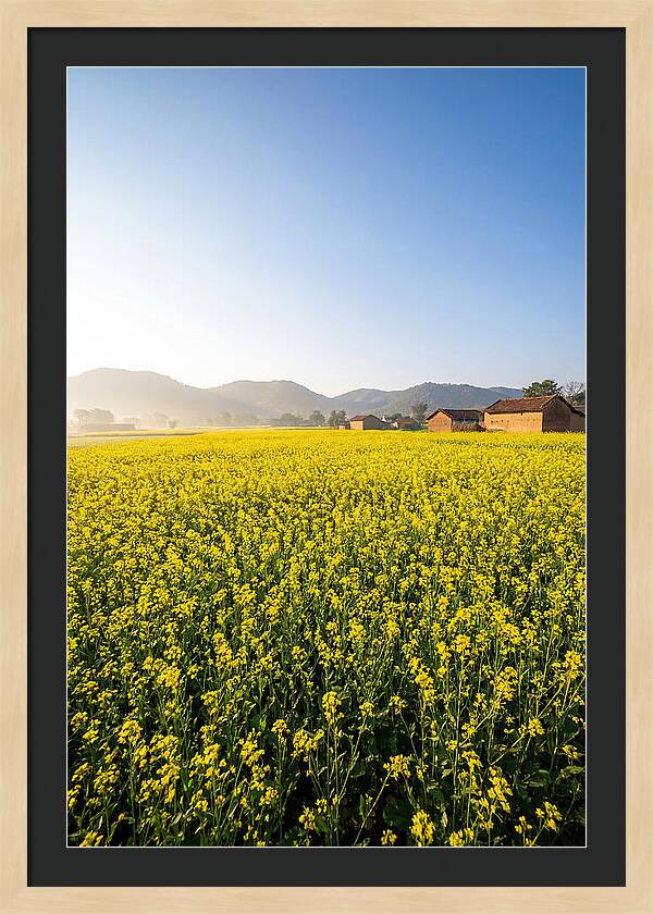 Golden Fields Of Mustard