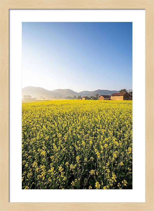Golden Fields Of Mustard