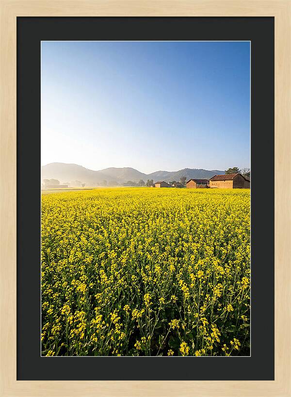Golden Fields Of Mustard