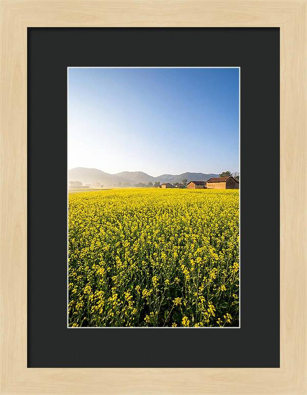 Golden Fields Of Mustard
