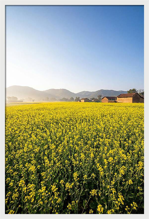 Golden Fields Of Mustard