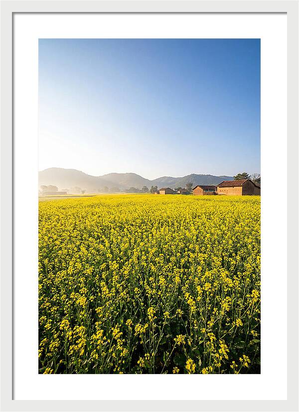Golden Fields Of Mustard