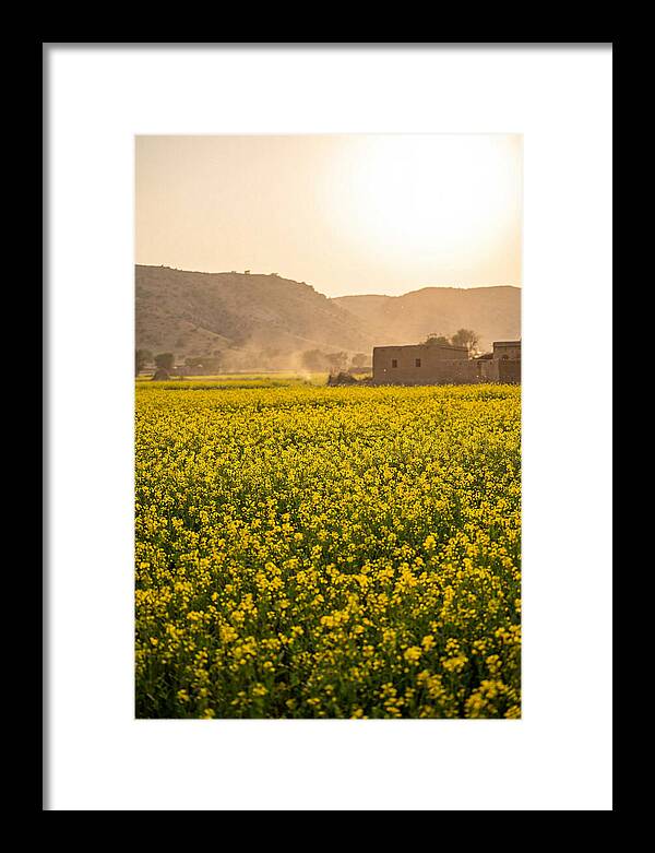 Golden Fields Under The Sun