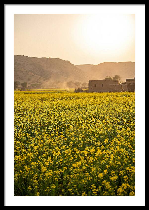 Golden Fields Under The Sun