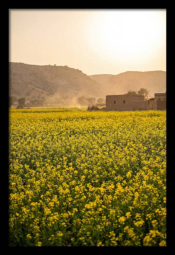 Golden Fields Under The Sun