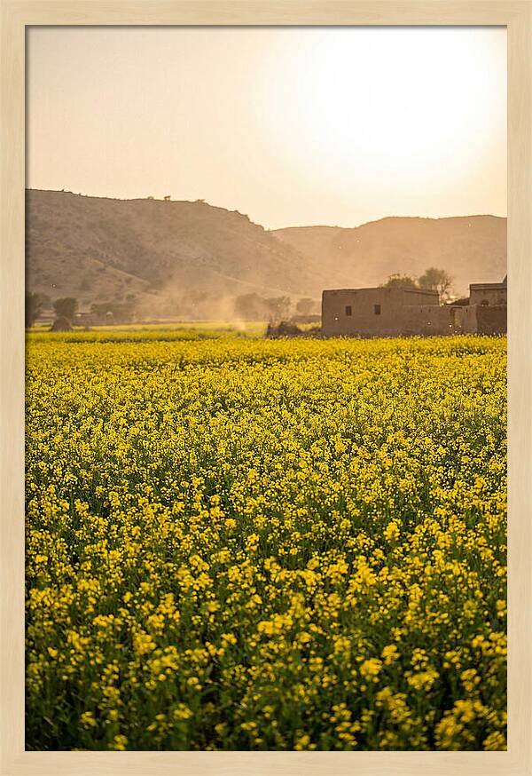 Golden Fields Under The Sun