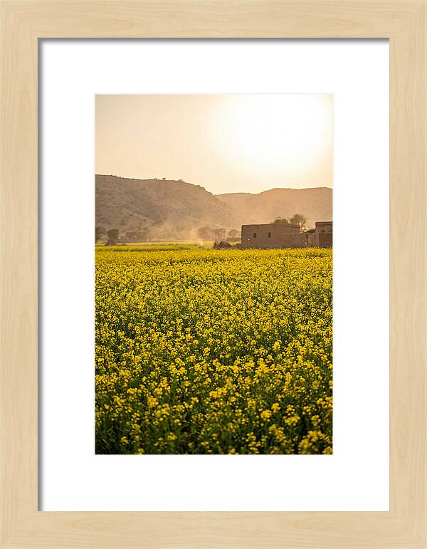 Golden Fields Under The Sun