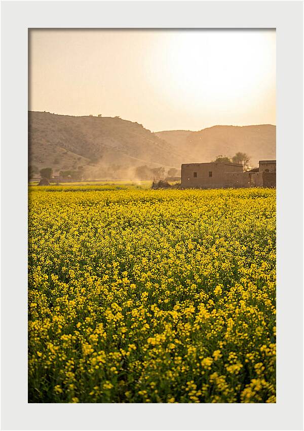 Golden Fields Under The Sun