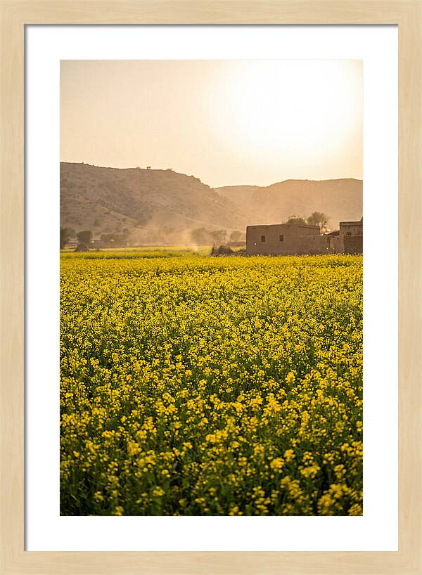 Golden Fields Under The Sun