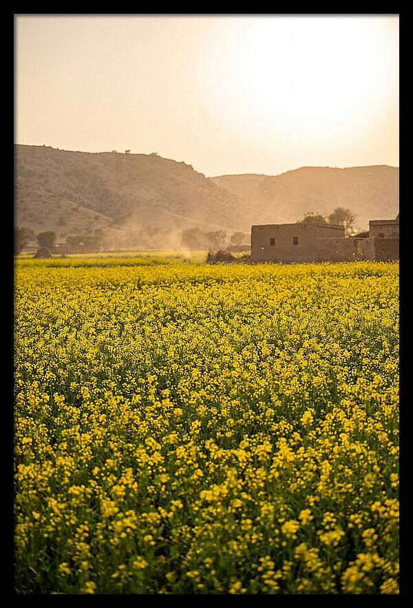 Golden Fields Under The Sun