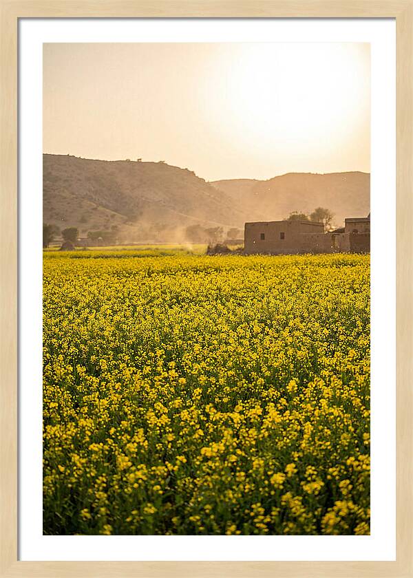 Golden Fields Under The Sun
