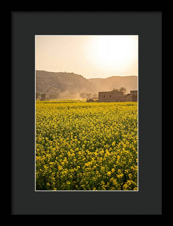 Golden Fields Under The Sun