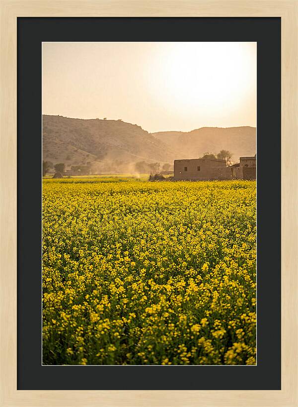 Golden Fields Under The Sun