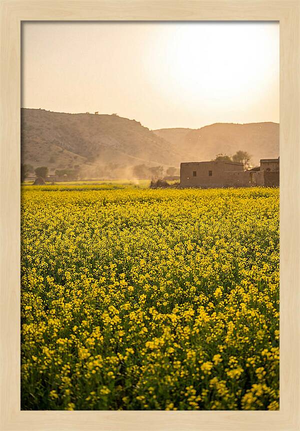Golden Fields Under The Sun