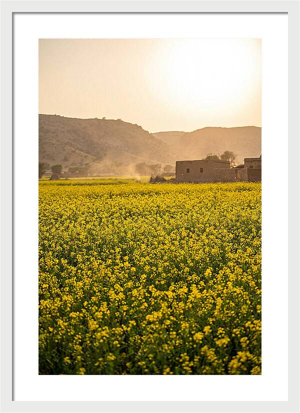 Golden Fields Under The Sun