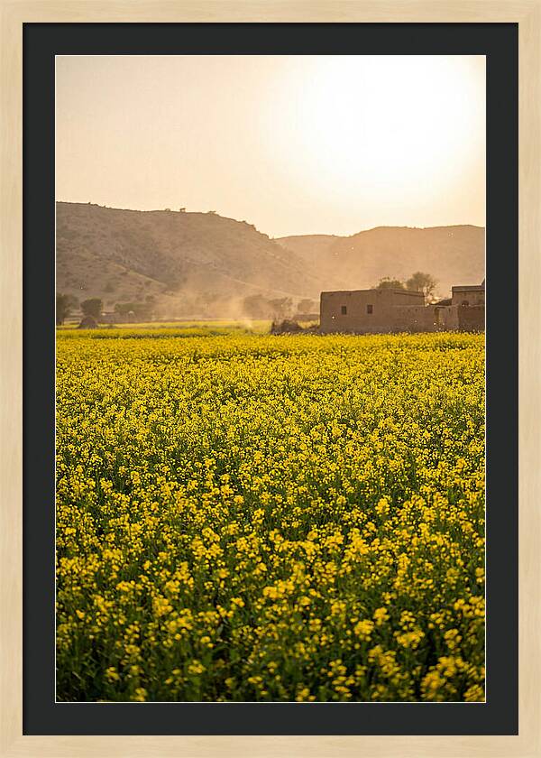 Golden Fields Under The Sun