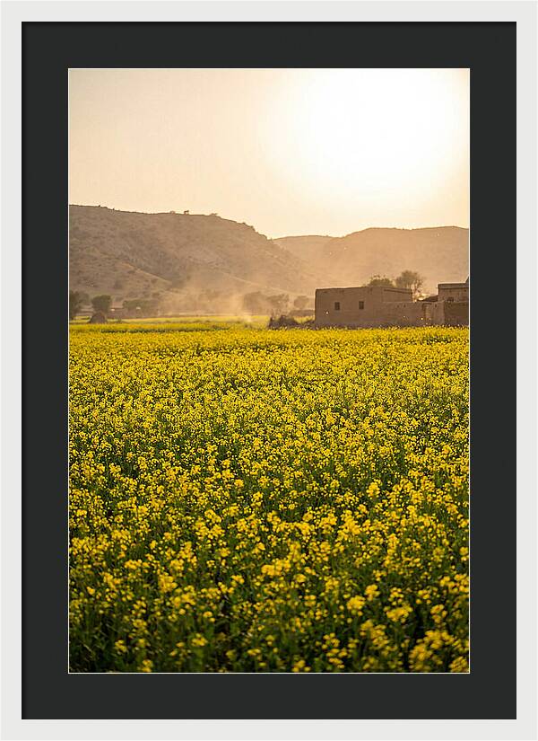 Golden Fields Under The Sun