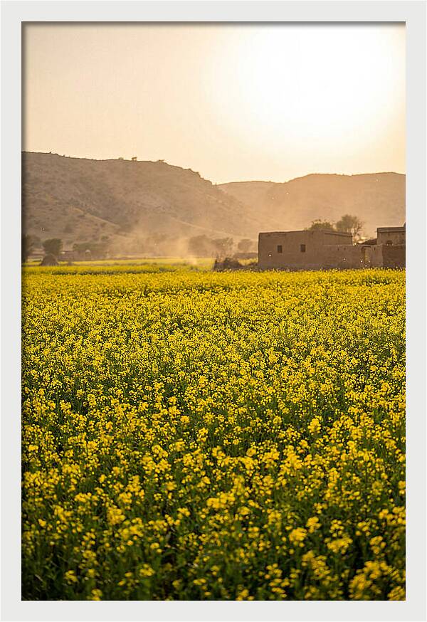 Golden Fields Under The Sun