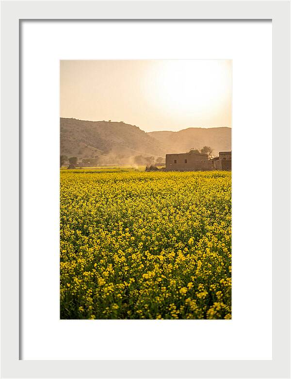 Golden Fields Under The Sun