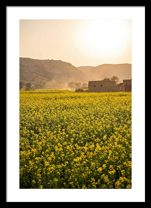 Golden Fields Under The Sun