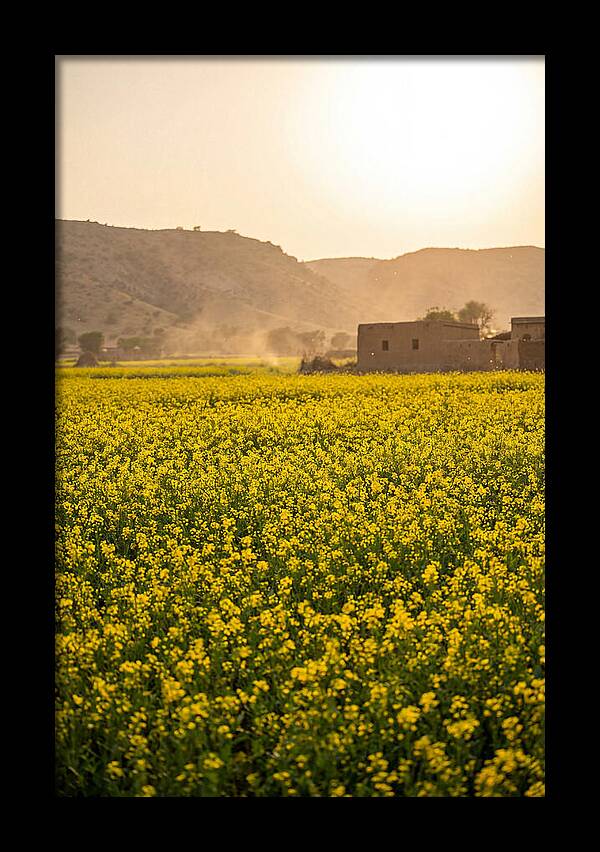 Golden Fields Under The Sun
