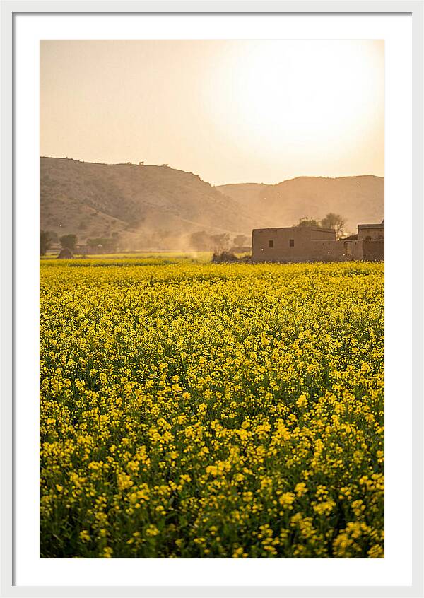 Golden Fields Under The Sun